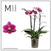 Орхидея Фален. Хорнглин 3 ст d12 h50 10шт