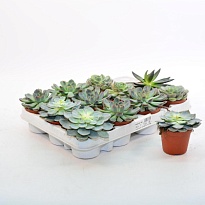 Эхеверия микс d9 h15 18шт