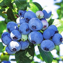 Голубика (Vaccinium) высокорослая Блюкроп/Цв.Кор 1шт