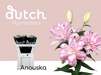 Лилия Dbl Roselily Anouska 3+ 10шт