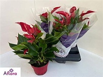 Антуриум Бандерола Роя d14 h50 4шт