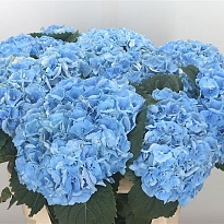 Гидрангея Margarita дл.80 d19 1шт