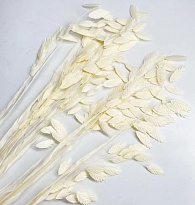 Хасмантиум сухоцвет 60см 40г белый