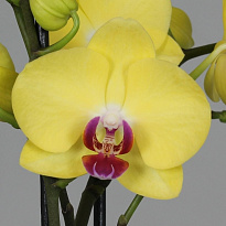 Орхидея Фален. Мирафлор 1ст d12 h50 10шт