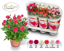 Роза Бутик Микс d14 h30 7шт