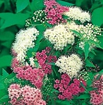 Спирея (Spirea) японская Генпей d17 h30-40 (СГ) 1шт