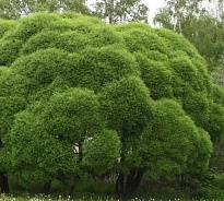 Ива ломкая Булата d17 1шт