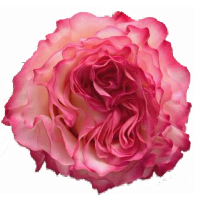 Роза Florisol Enchantment дл.50 25шт