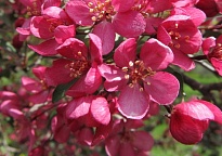 Яблоня декоративная Прайри Файер/Цв.Кор