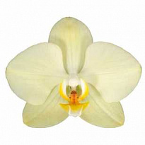 Орхидея Фален. Милан 2ст d12 h60 10шт