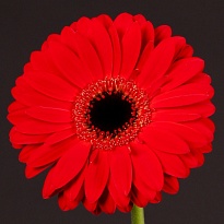 Гербера Blinddate 25шт