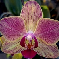 Орхидея Фален. Какаду 2ст d12 h40-45 10шт