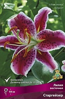 Лилия восточная Старгейзер 12/14 3шт