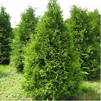 Туя (Thuja) западная Брабант 25л h170-190 1шт