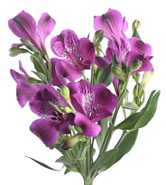 Альстромерия Yoliroses Purple дл.80 10шт
