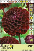 Георгина Дарк Спирит шар. 1шт*