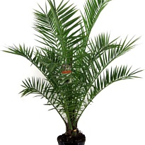 Финик Канарский d30 h200 1шт