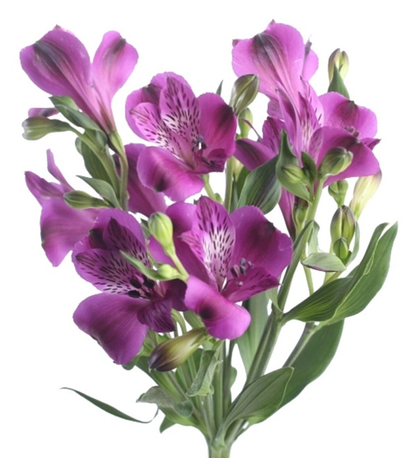 Альстромерия Yoliroses Purple дл.80 10шт