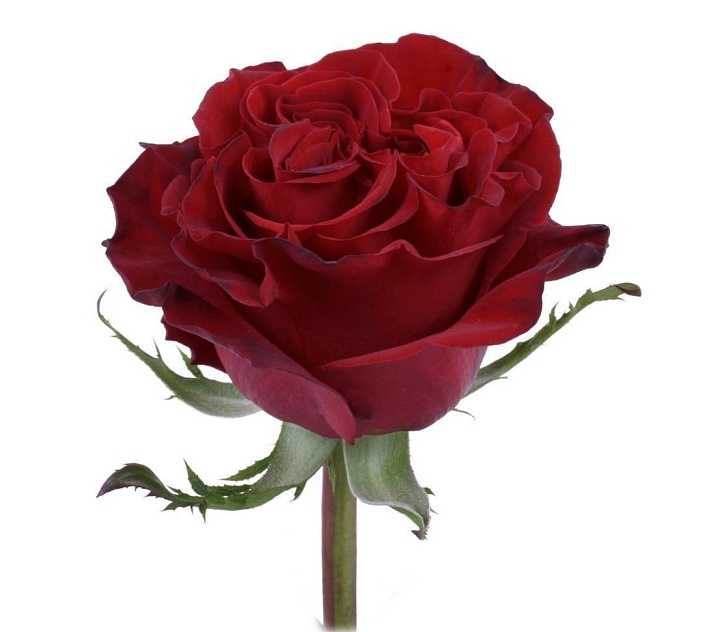 Роза Tessa Hearts дл.70 25шт