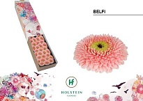 Гербера mini Pomponi Belfi 30шт