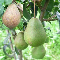 Груша Ника/С 1шт