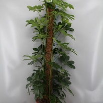 Шеффлера Компакта d21 h80 1шт