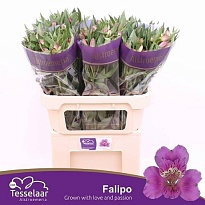 Альстромерия Falipo 10шт