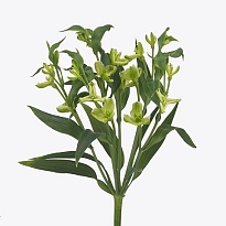 Альстромерия Florinca Jade 10шт