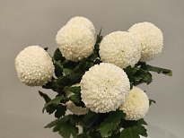 Хризантема одн. Pompon Mum White (К) дл.70 10шт