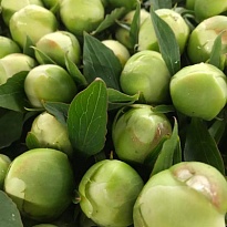 Пион White Duchessa 5шт