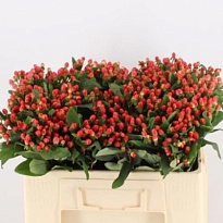 Гиперикум Go Top 5шт