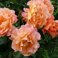 Роза Вестерленд парковая/Цв.Кор 1шт