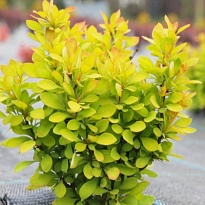 Барбарис (Berberis) тунб. Саммер Сансет d9 h25-35 18шт