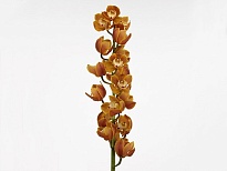 Орхидея Cymbidium Large Amalia*6 дл.80 1шт