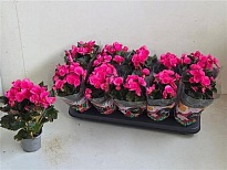 Бегония Адония Пинк d9 h25 10шт