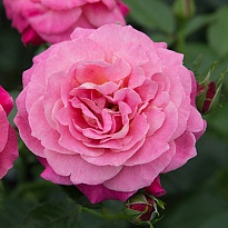 Роза Сурир де Довиль чайно-гибридная/Цв.Кор