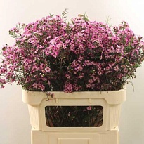 Хамелациум (Waxfl) Emma 5шт