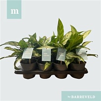 Аглаонема Промо микс d14 h30 8шт