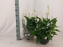 Спатифиллум Шопен d27 h65 1шт