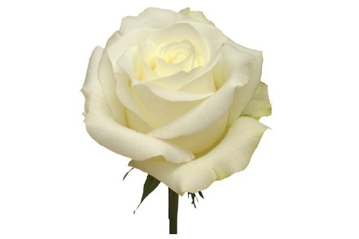 Роза Cananvalle Mia дл.50 25шт