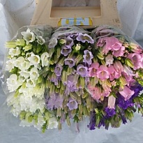 Кампанула Medium Mix10шт