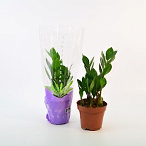 Замиокулькас d12 h35 10шт