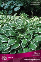 Хоста волнистая Альбомаргината 1шт