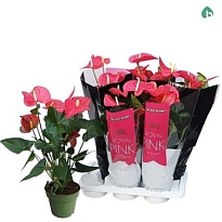 Антуриум Ройял Пинк d17 h60 6шт