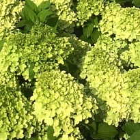 Гортензия (Hydrangea) метельчатая Мохито d12 h50 8шт 