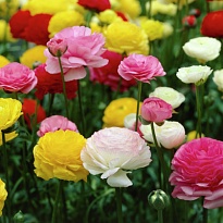 Лютик Mix 10шт