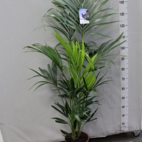 Ховея d24 h190 1шт