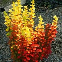Барбарис (Berberis) тунб. Торч Д'ор d9 18шт