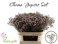 Хамелациум (Waxfl) Jupiter Solar 10шт