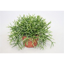 Рипсалис Бурчелли d9 h15 12шт